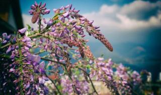 解落三秋叶的下一句是