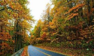 解落三秋叶的下一句是